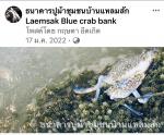 กลุ่มธนาคารสัตว์น้ำประจำชุมชน (ธนาคารปูม้า)บ้านแหลมสัก